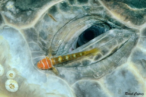 Eye decoration (old Green turtle eye - Chelonia mydas) by Raoul Caprez 